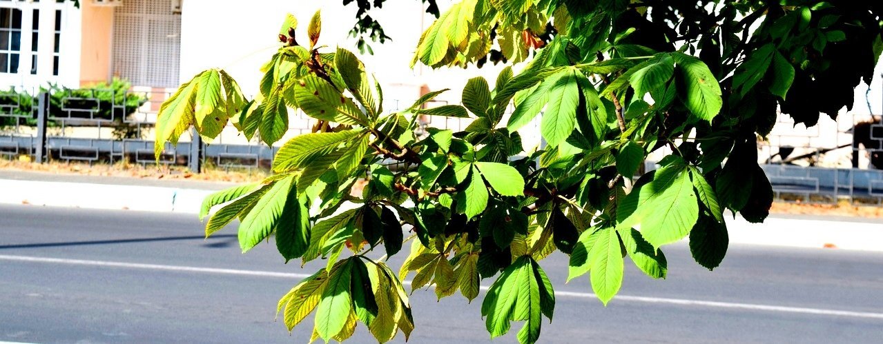  ����������� ������� ������� 