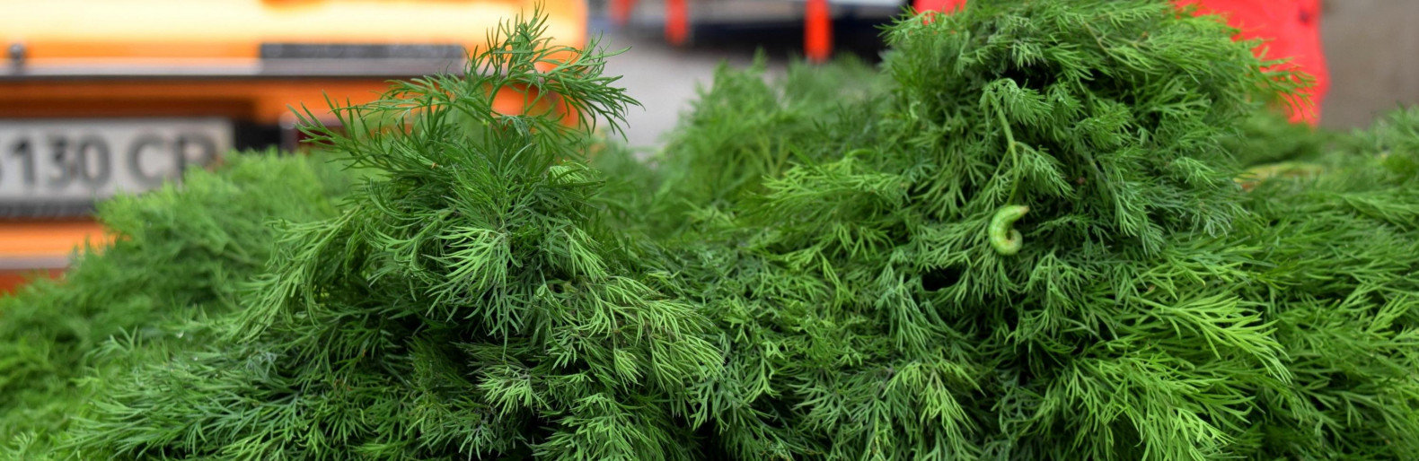  ����������� ��������� ��������� ������� ������� 