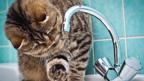  �������� ���������� ���� ������� ����������� 