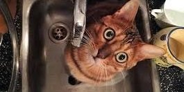  �������� ���������� ���� �������� ����������� 