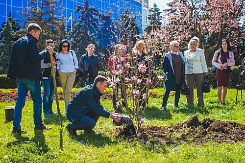 В Черноморске появилась первая магнолия, фото-1 В Черноморске появилась первая магнолия, фото-1