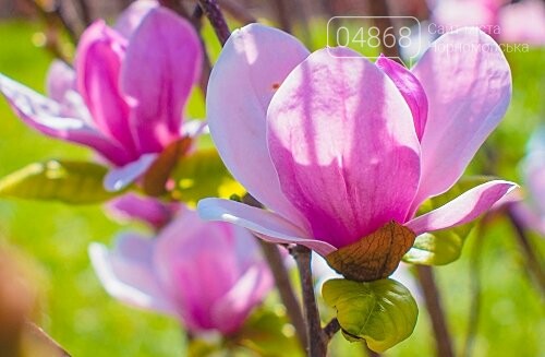 В Черноморске появилась первая магнолия, фото-4 В Черноморске появилась первая магнолия, фото-4