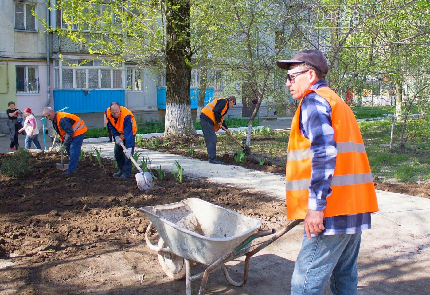 В Черноморске высажено 500 новых деревьев и кустарников, фото-16 В Черноморске высажено 500 новых деревьев и кустарников, фото-16