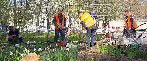 В Черноморске высажено 500 новых деревьев и кустарников, фото-1 В Черноморске высажено 500 новых деревьев и кустарников, фото-1