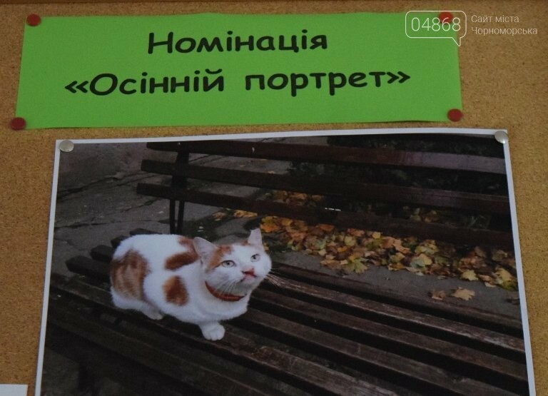 В Черноморске подвели итоги фотоконкурса «Мой пушистый друг», фото-7 В Черноморске подвели итоги фотоконкурса «Мой пушистый друг», фото-7
