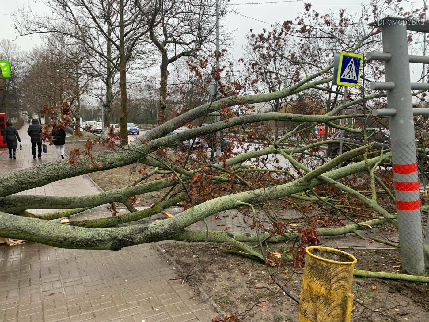 В Черноморске вследствие непогоды упало дерево (видео), фото-1
