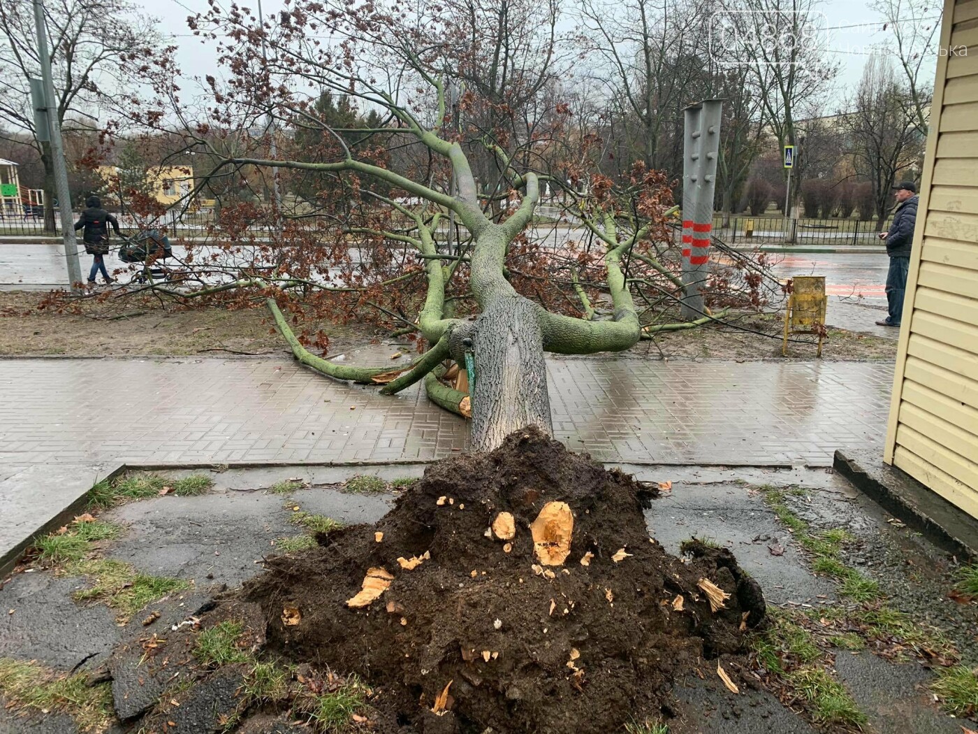 В Черноморске вследствие непогоды упало дерево (видео), фото-2