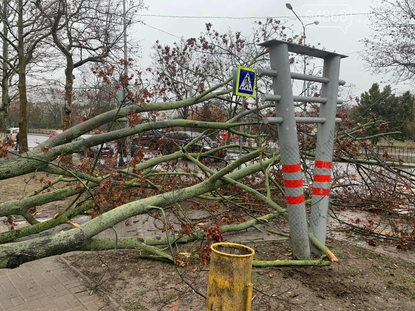 В Черноморске вследствие непогоды упало дерево (видео), фото-3