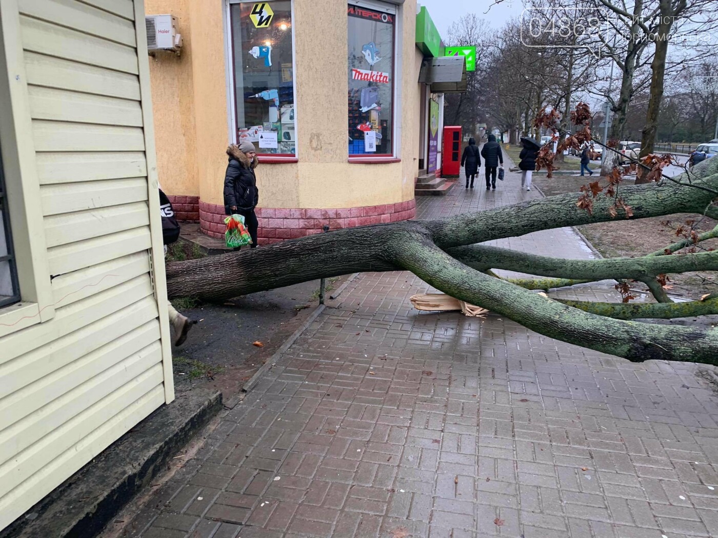 В Черноморске вследствие непогоды упало дерево (видео), фото-4