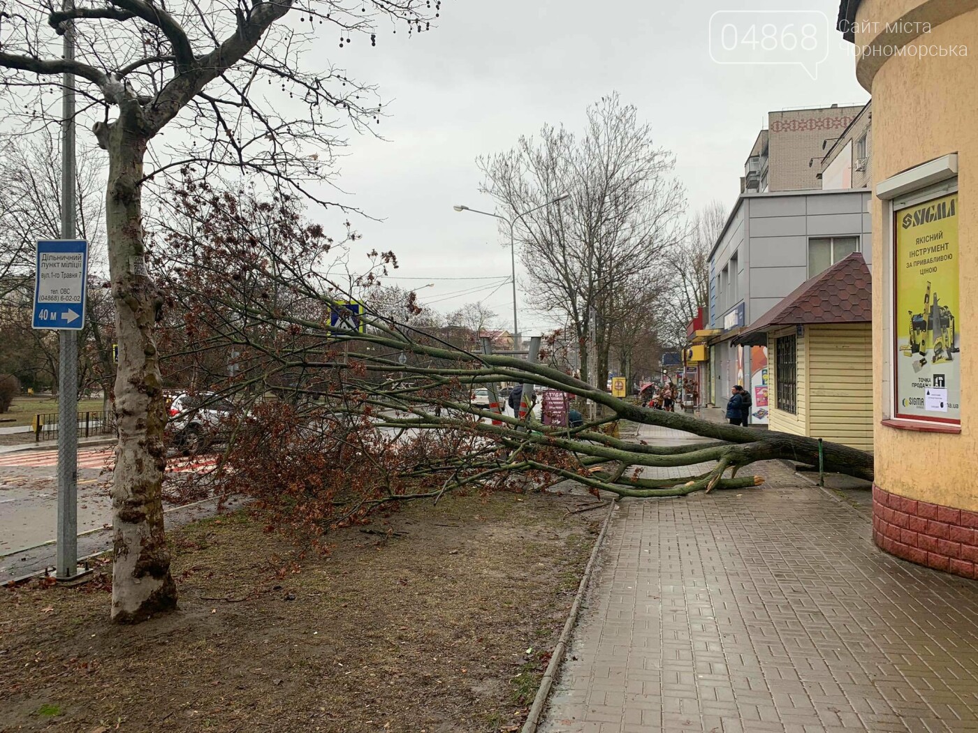 В Черноморске вследствие непогоды упало дерево (видео), фото-5