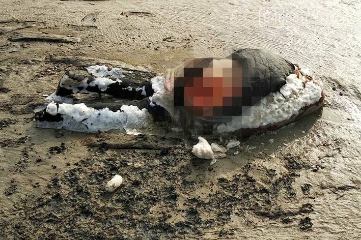 В Одесской области стая шакалов растерзала женщину, фото-1 В Одесской области стая шакалов растерзала женщину, фото-1
