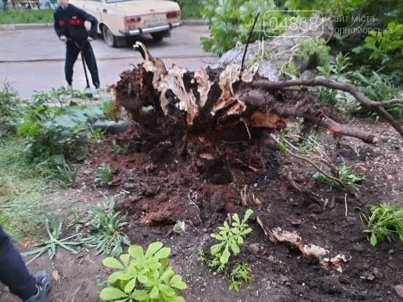 В Черноморске дерево упало на машину, фото-2