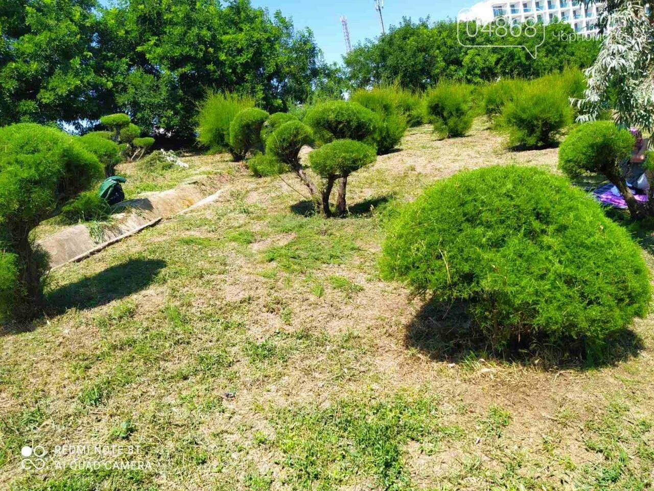 В Черноморске «Зеленхоз» проводит обрезку декоративных кустов, фото-7