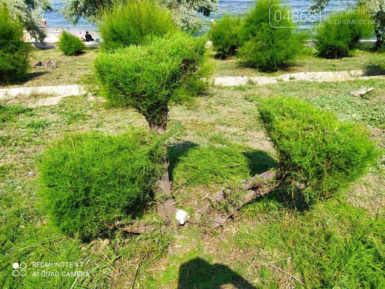 В Черноморске «Зеленхоз» проводит обрезку декоративных кустов, фото-10