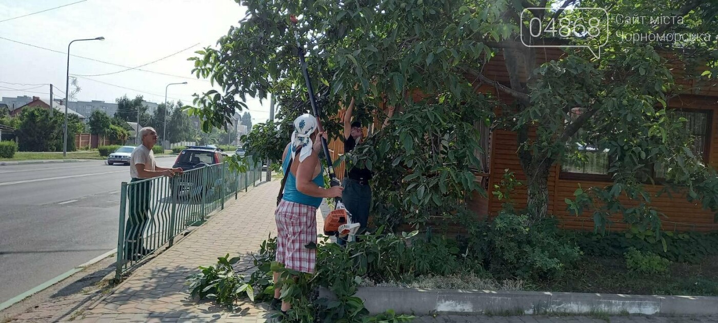 В Черноморске КП "Зеленхоз" приступил к уборке сухостойных деревьев, фото-1