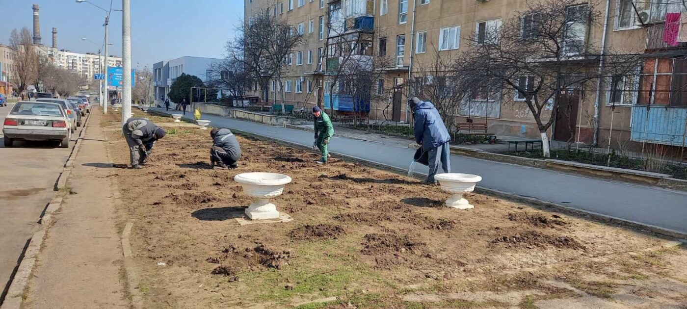 Более 800 кустов роз высадили сегодня в Черноморске , фото-1