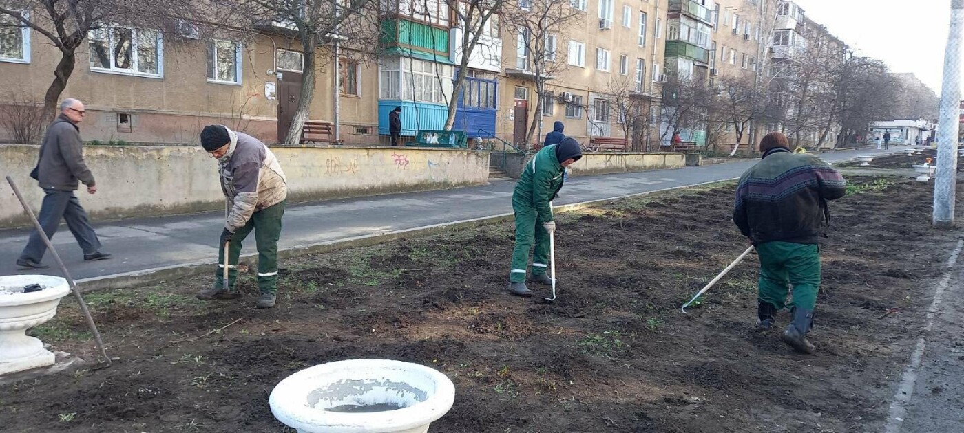 Более 800 кустов роз высадили сегодня в Черноморске , фото-2