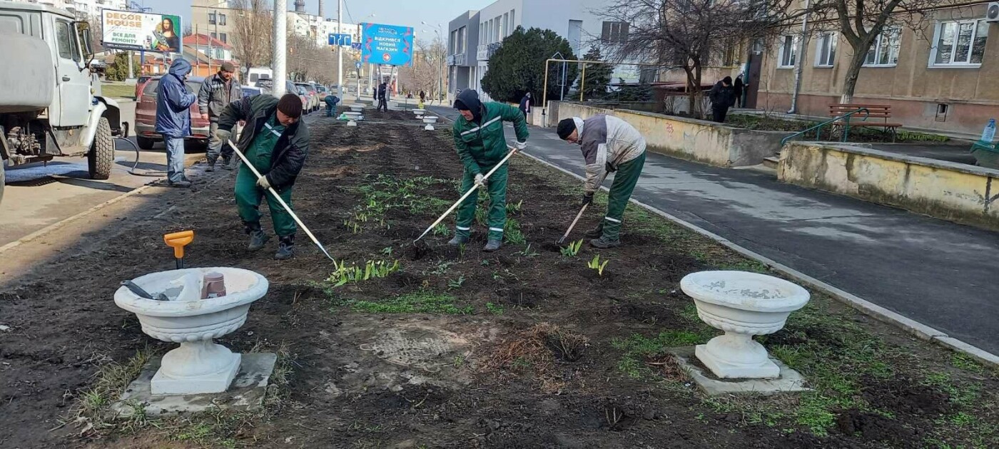 Более 800 кустов роз высадили сегодня в Черноморске , фото-4