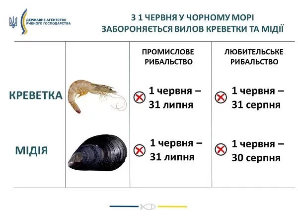 С 1 июня в Чёрном море запрещается вылов креветки и мидии, фото-1 С 1 июня в Чёрном море запрещается вылов креветки и мидии, фото-1