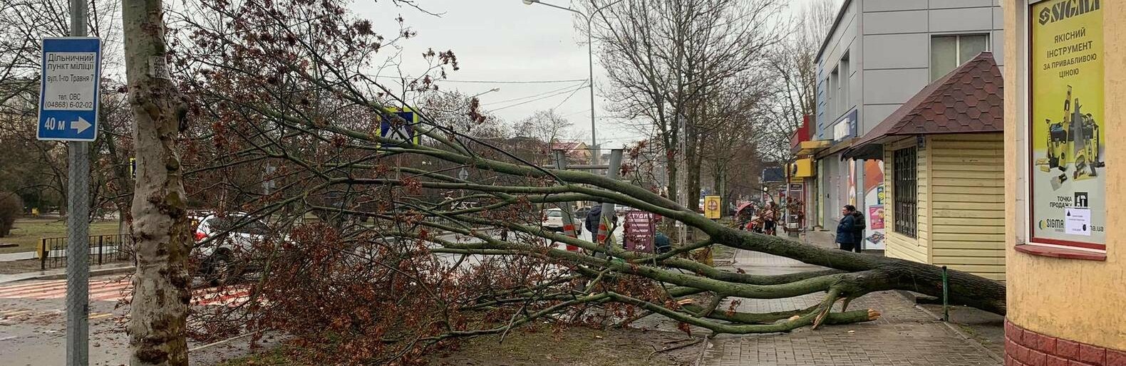 В Черноморске вследствие непогоды упало дерево