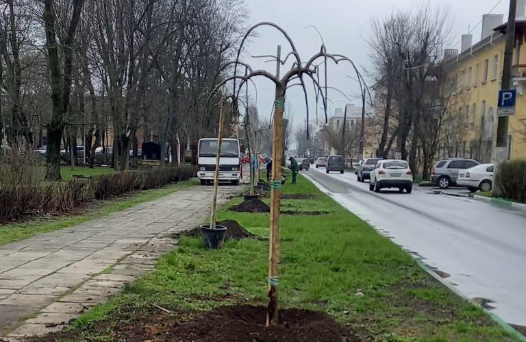 В Черноморске высадили декоративную софору