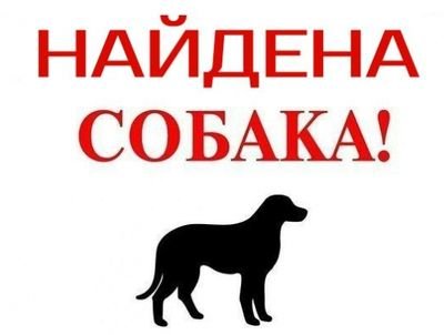 В Черноморске ищут хозяина собаки бойцовской породы