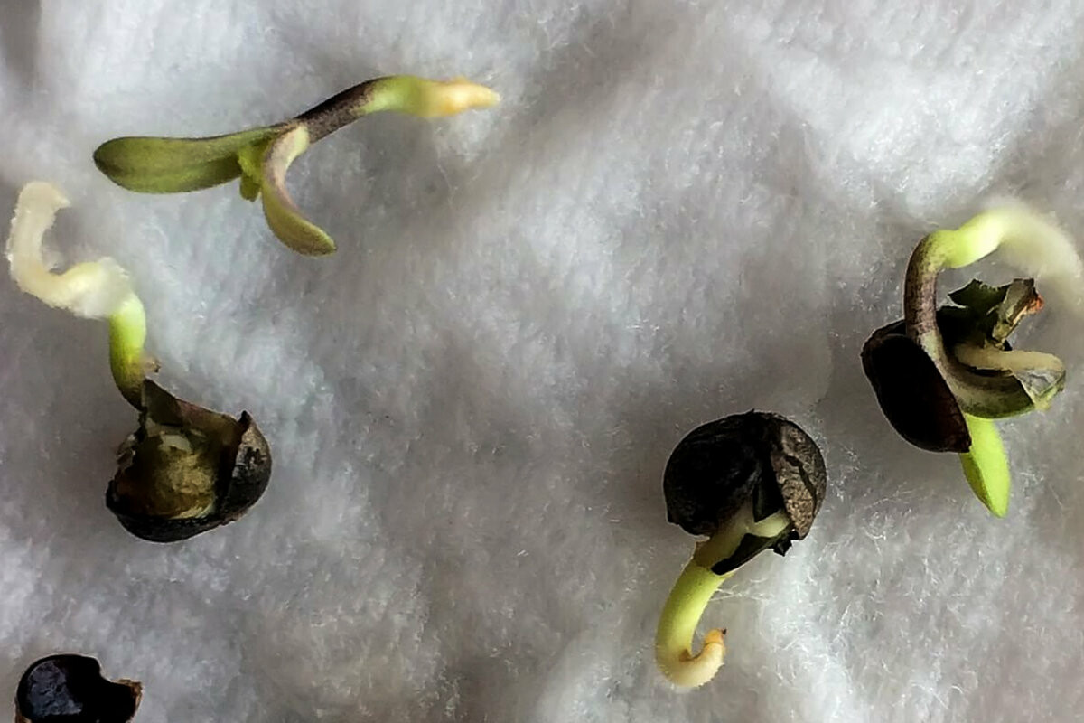Как проращивать семя конопли дипы с коноплей